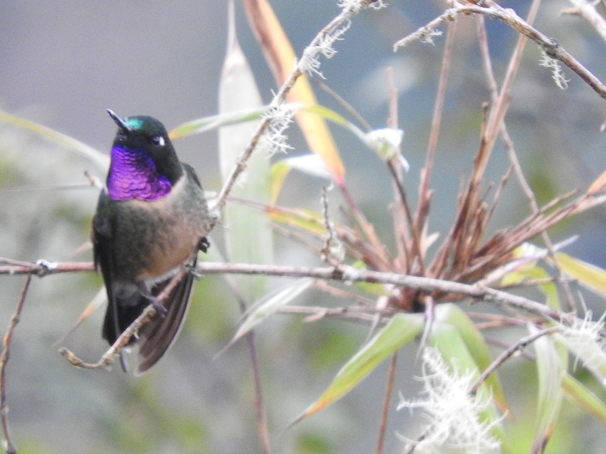 Amethyst-throated Sunangel - ML649594450
