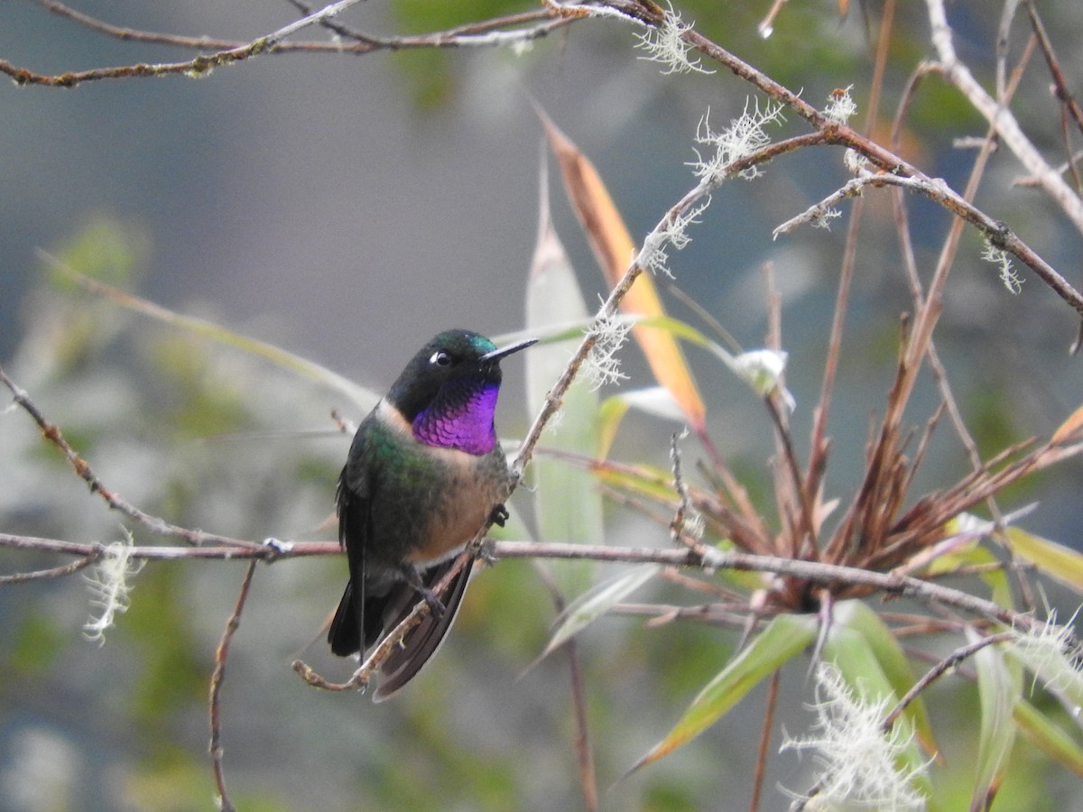 Amethyst-throated Sunangel - ML649594457