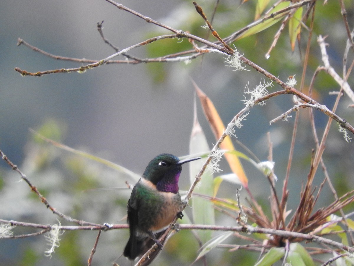 Amethyst-throated Sunangel - ML649594464