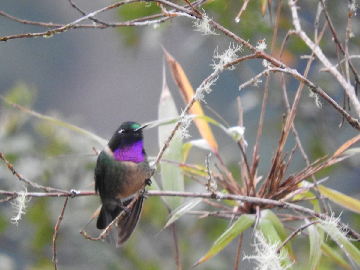 Amethyst-throated Sunangel - ML649594468