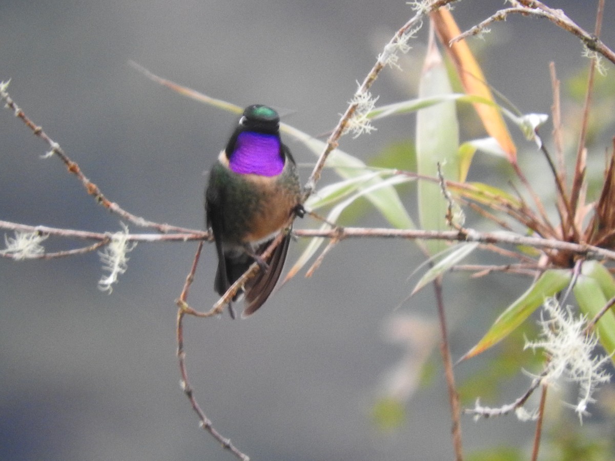 Amethyst-throated Sunangel - ML649594472