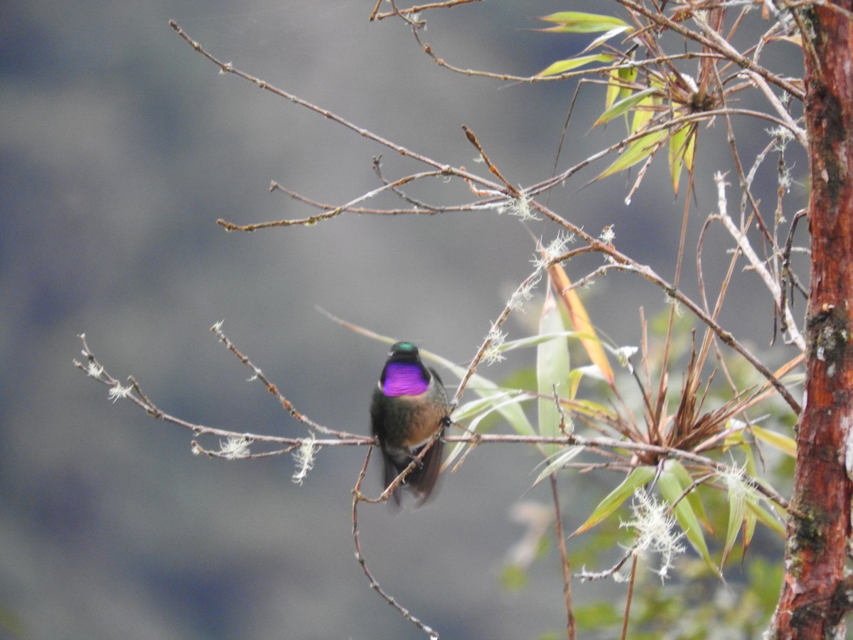 Amethyst-throated Sunangel - ML649594477