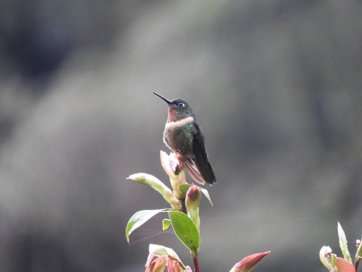Amethyst-throated Sunangel - ML649594583