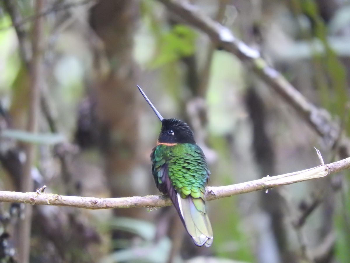 Gould's Inca - ML649595070