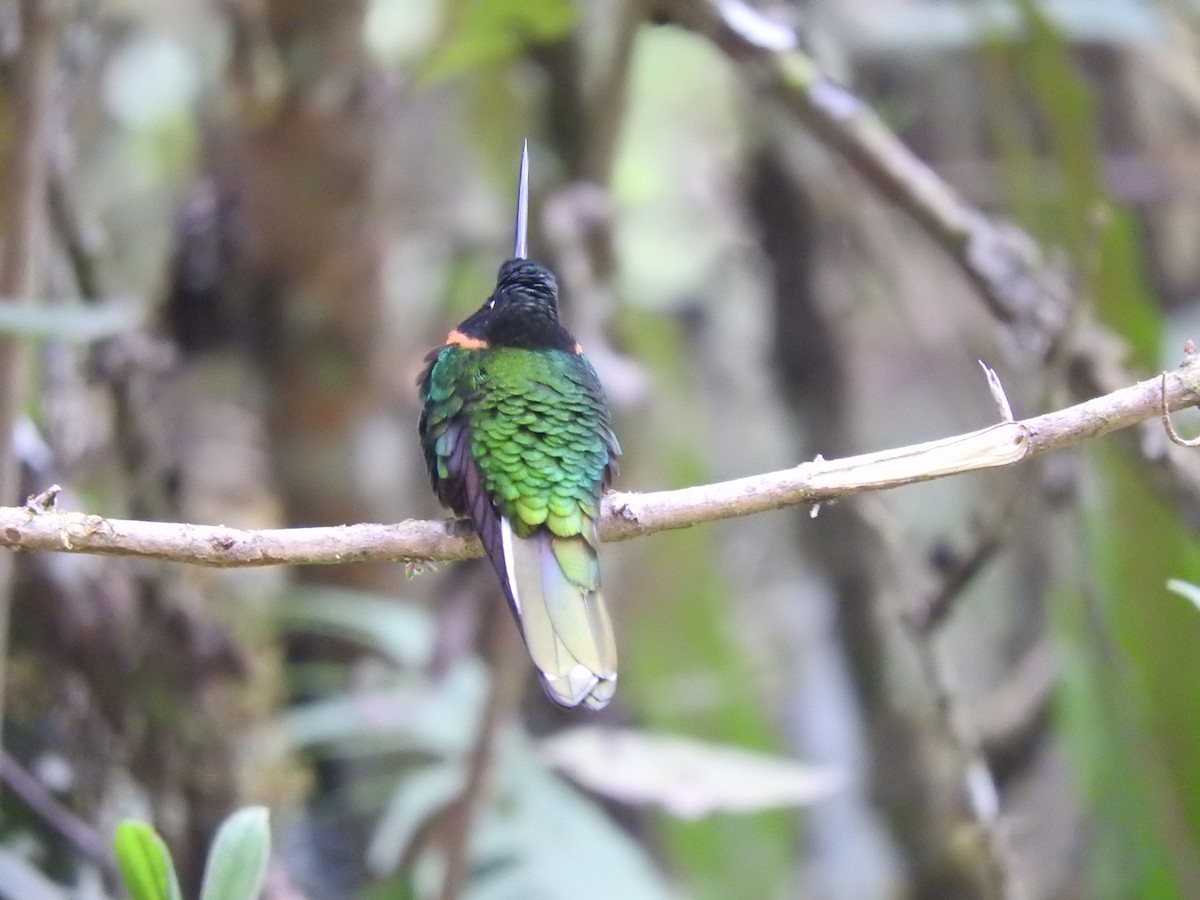 Gould's Inca - ML649595073