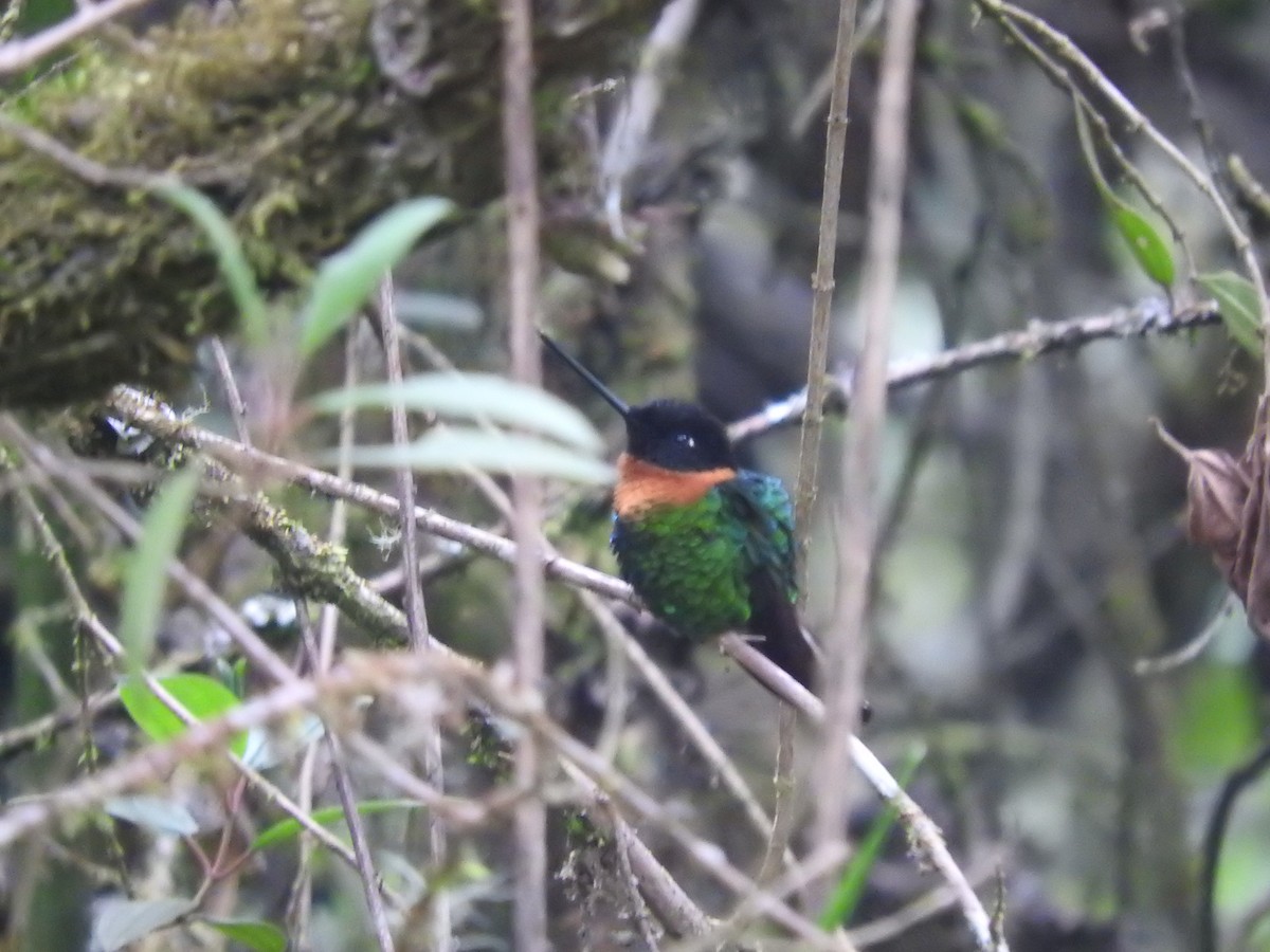 Gould's Inca - ML649595108