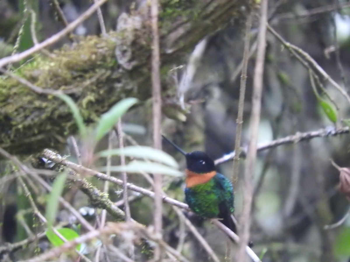 Gould's Inca - ML649595114