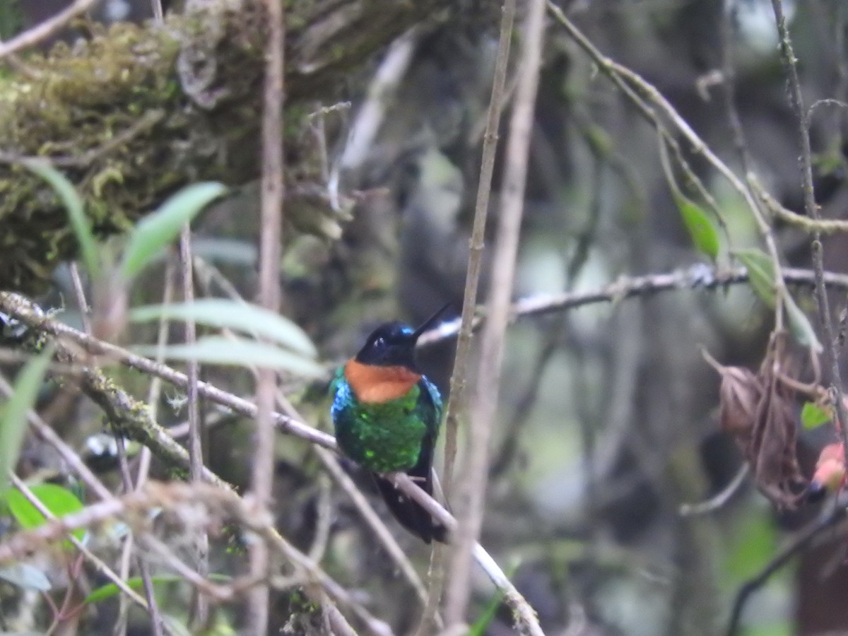 Gould's Inca - ML649595118