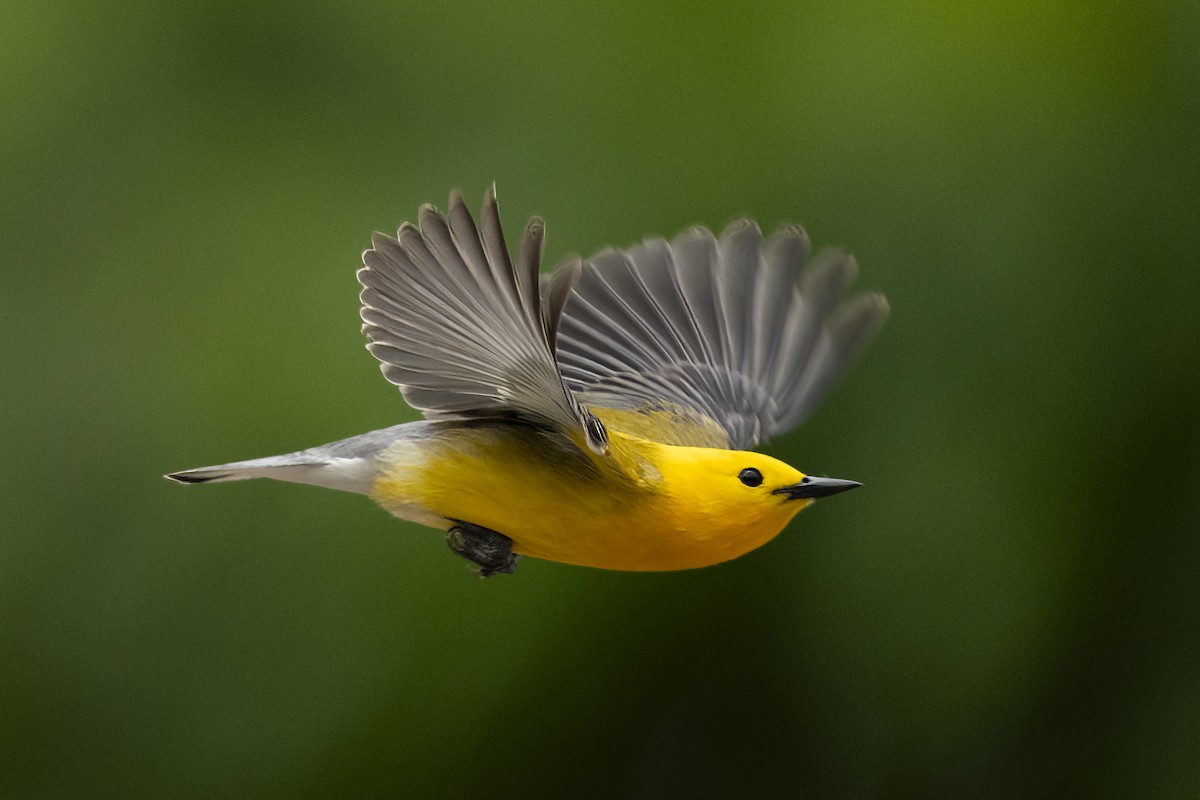 Zitronenwaldsänger - ML649596557