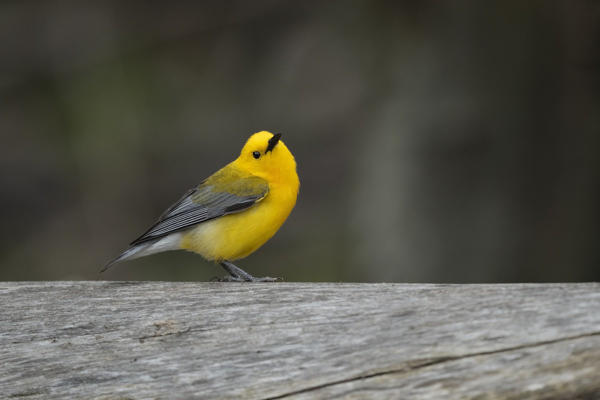 Zitronenwaldsänger - ML649596594