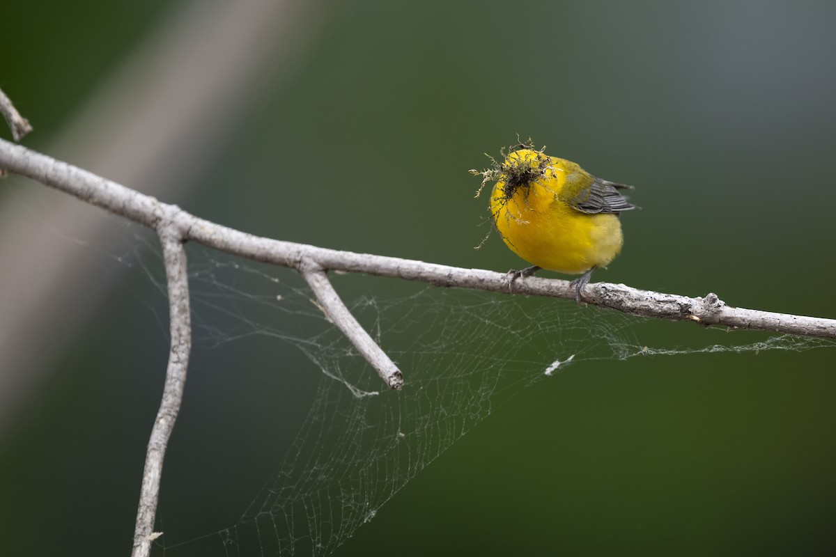 Zitronenwaldsänger - ML649596595