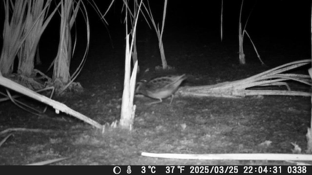 Bécassine sourde - ML649596600