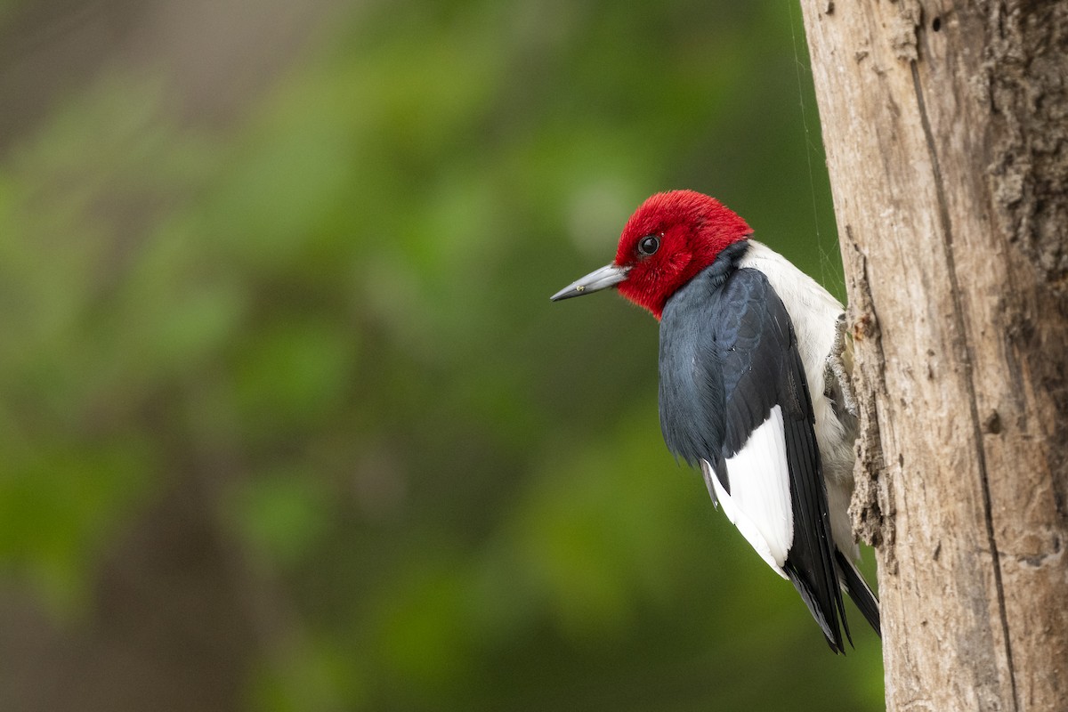 Rotkopfspecht - ML649596730