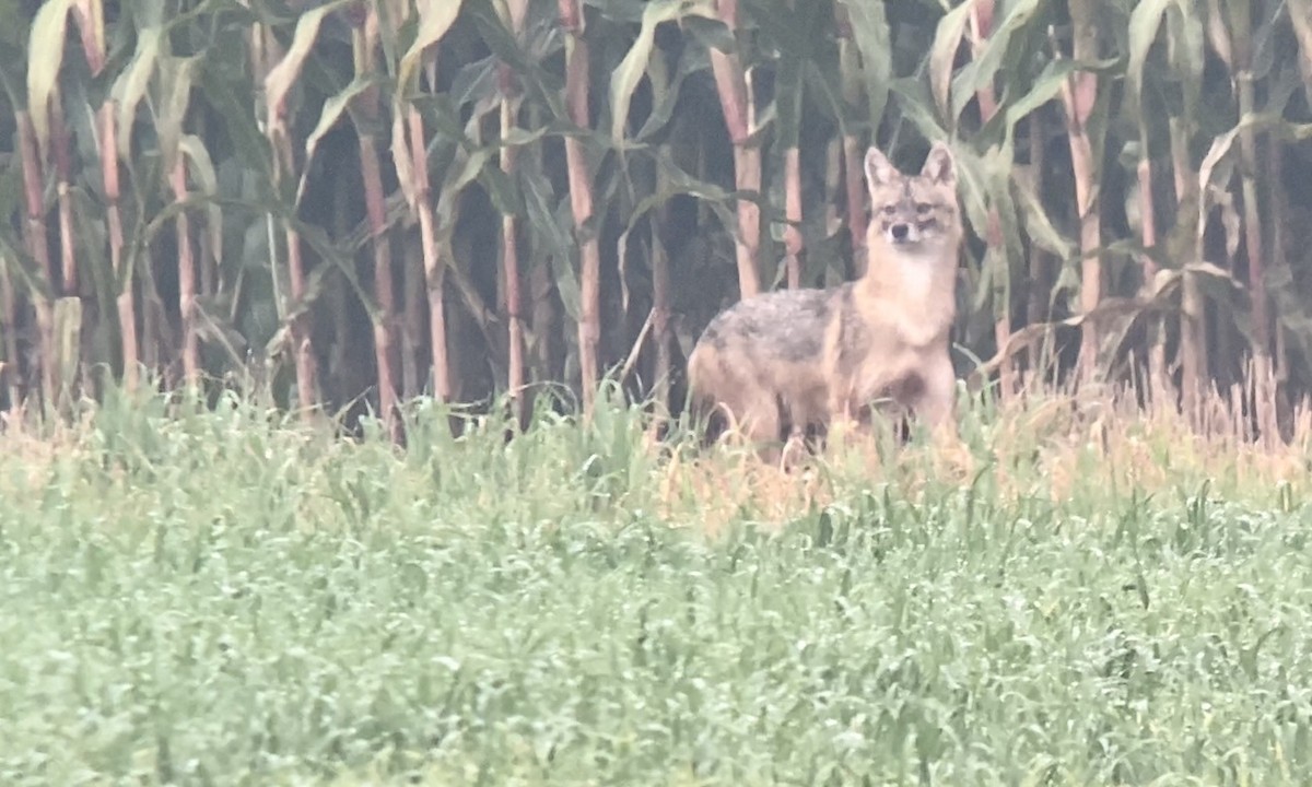 European Jackal - ML649596896