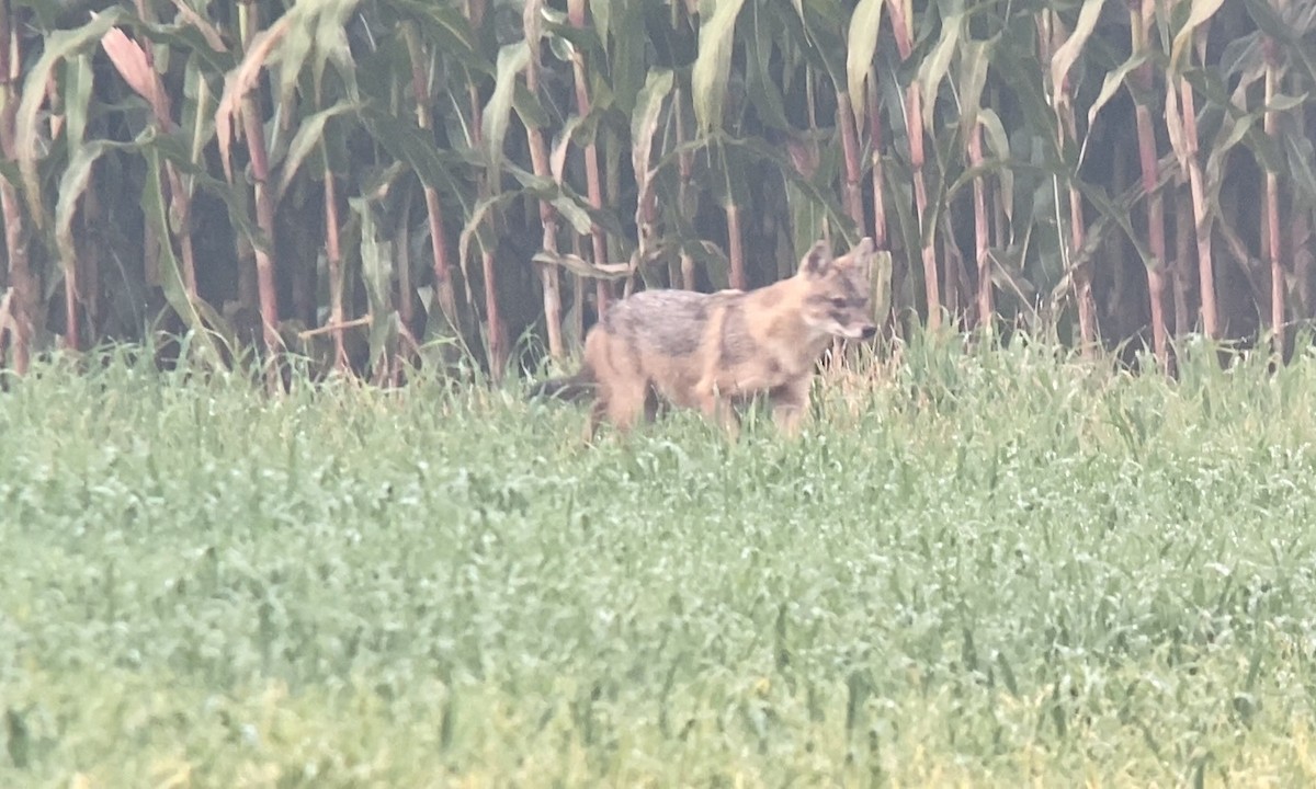 European Jackal - ML649596897