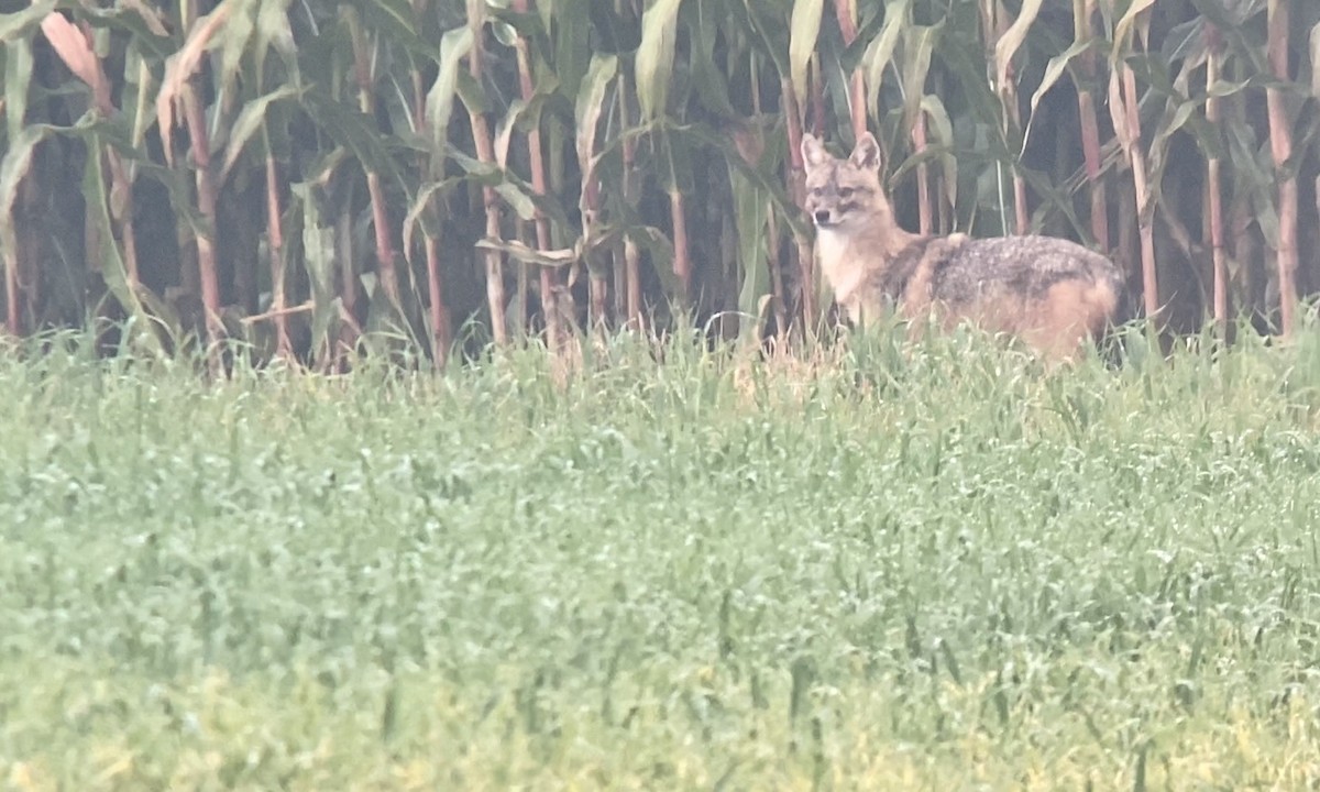 European Jackal - ML649596898