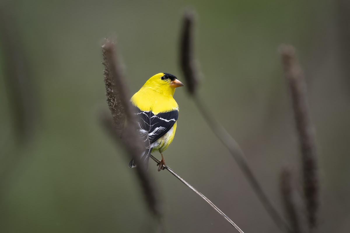 Goldzeisig - ML649597002