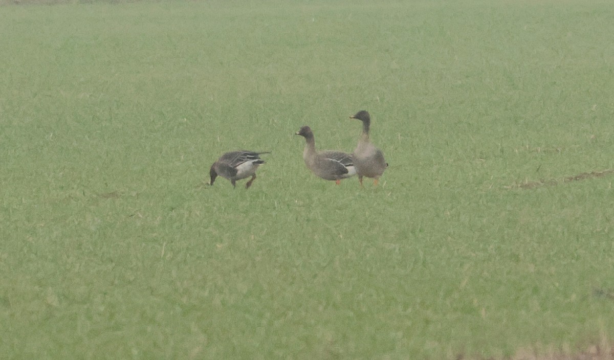 eBird Checklist - 25 Jan 2026 - Abberton Reservoir - 77 species