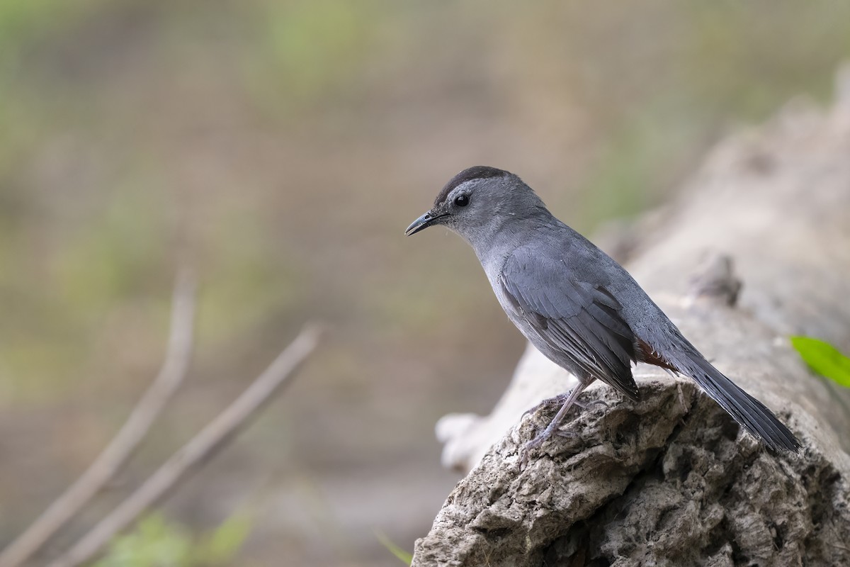 Katzenspottdrossel - ML649597102