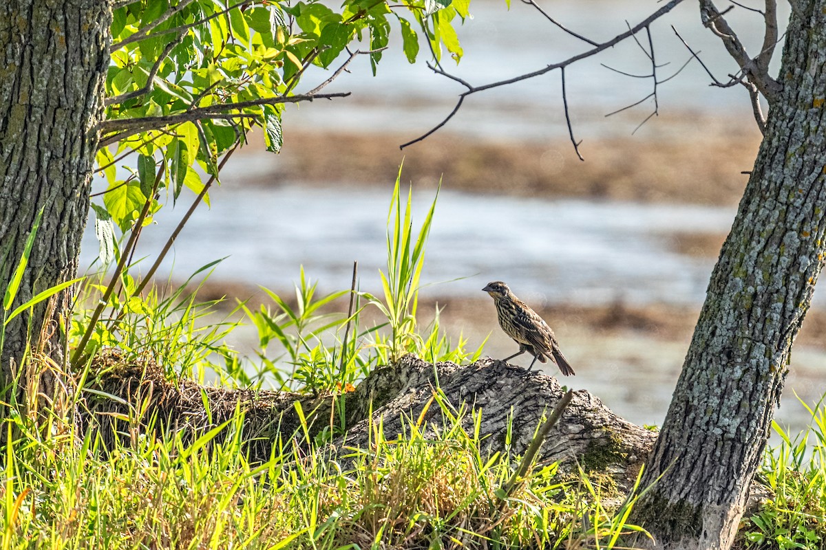Red-winged Blackbird - ML649597228