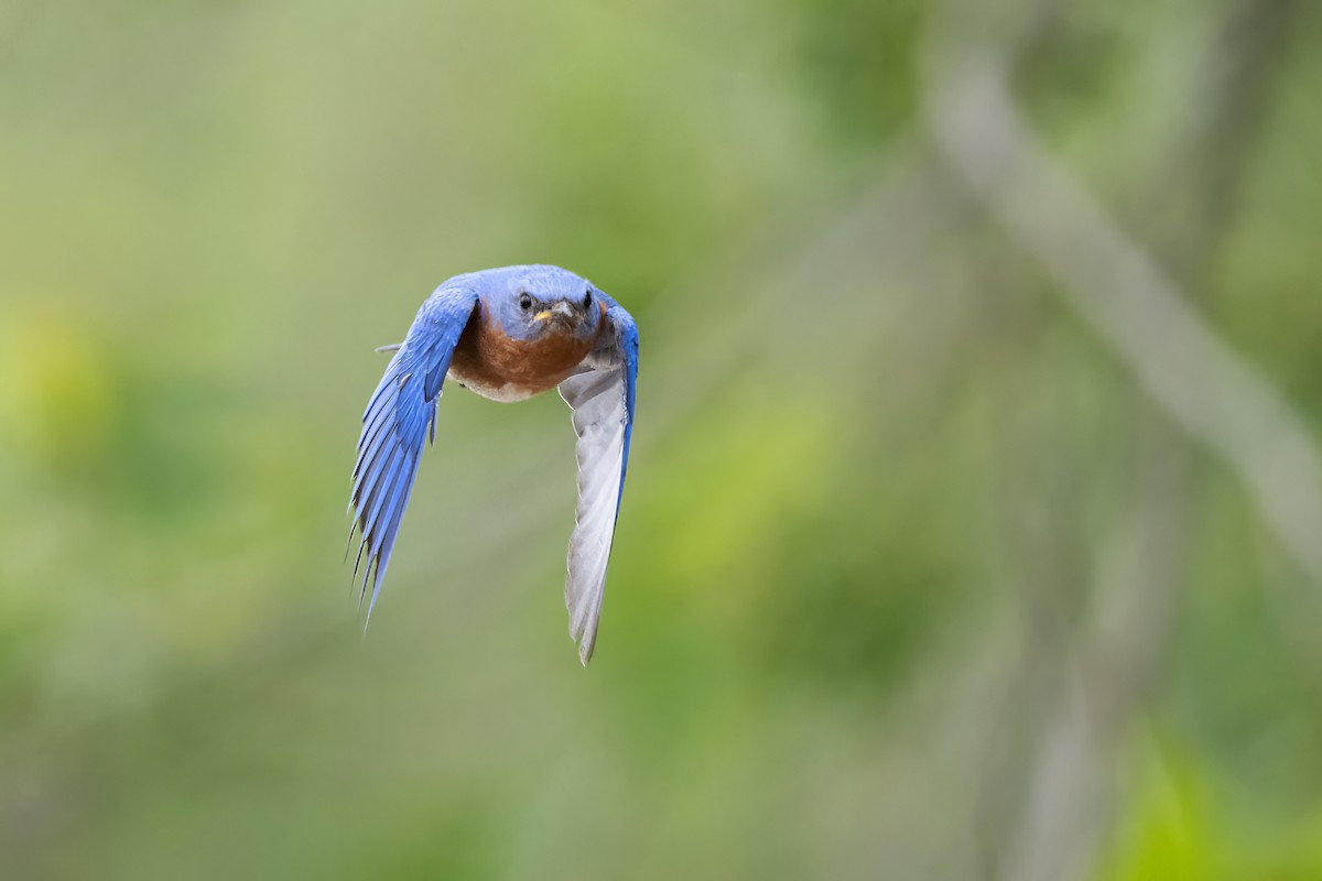 Rotkehl-Hüttensänger - ML649597505