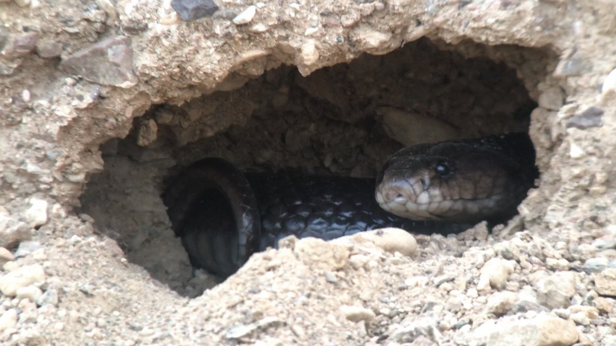 Western Black Desert Cobra - ML649597657