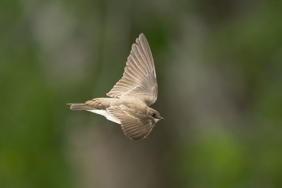 Graukehlschwalbe - ML649597731