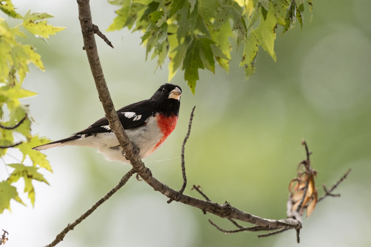 Rosenbrust-Kernknacker - ML649597901