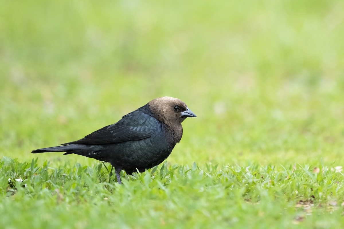 Braunkopf-Kuhstärling - ML649597965