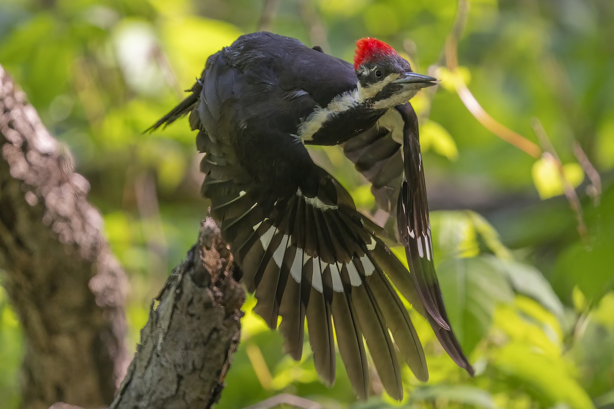 Helmspecht - ML649598126