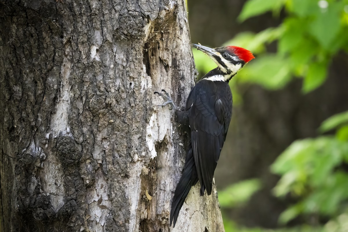 Helmspecht - ML649598129