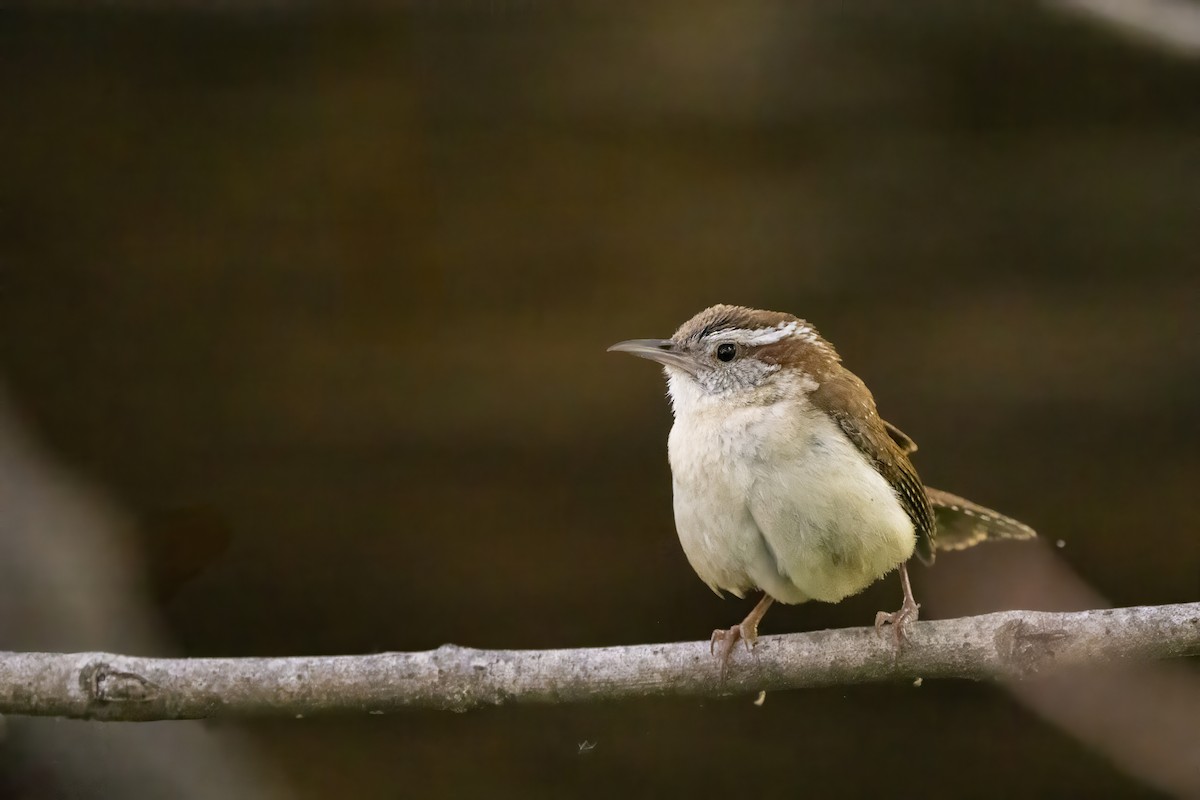 Carolinazaunkönig - ML649598161