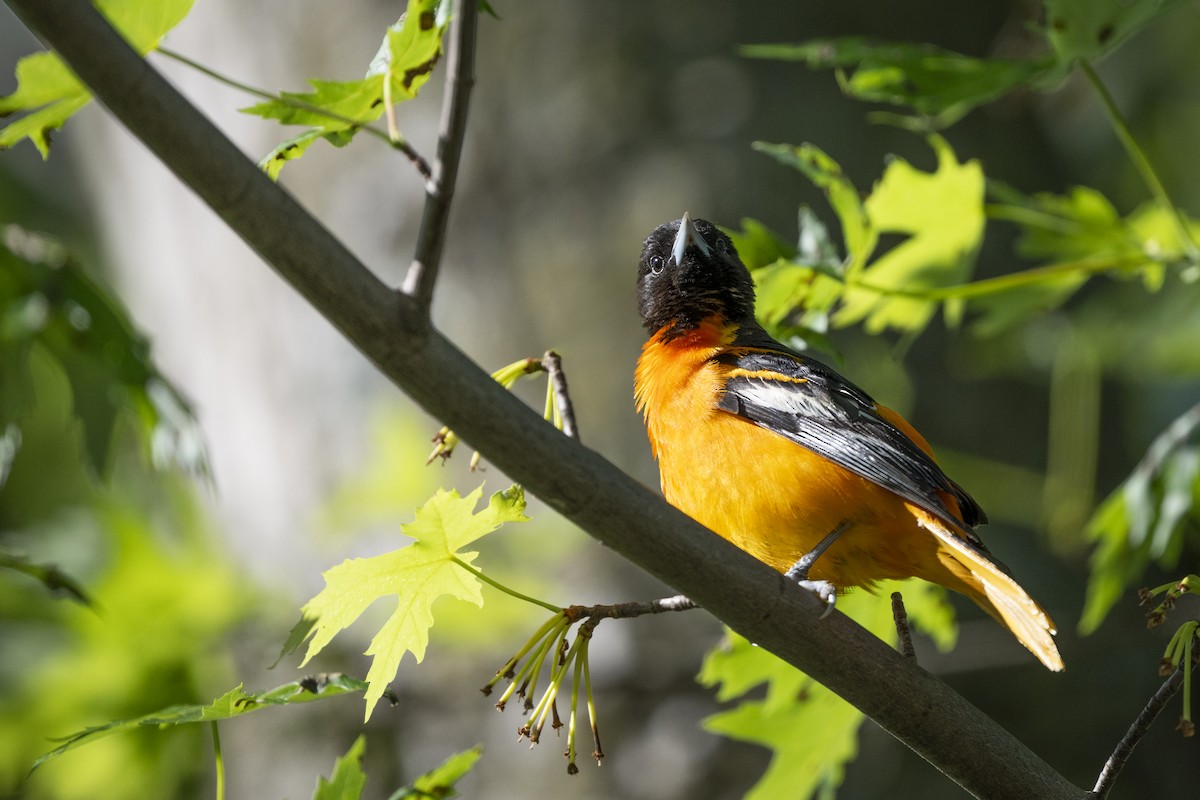 Baltimoretrupial - ML649598201