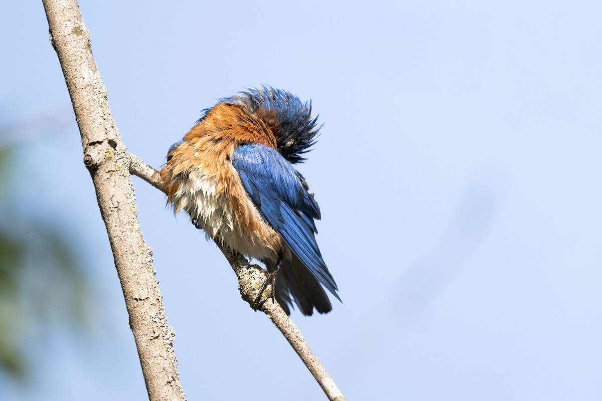 Rotkehl-Hüttensänger - ML649598287