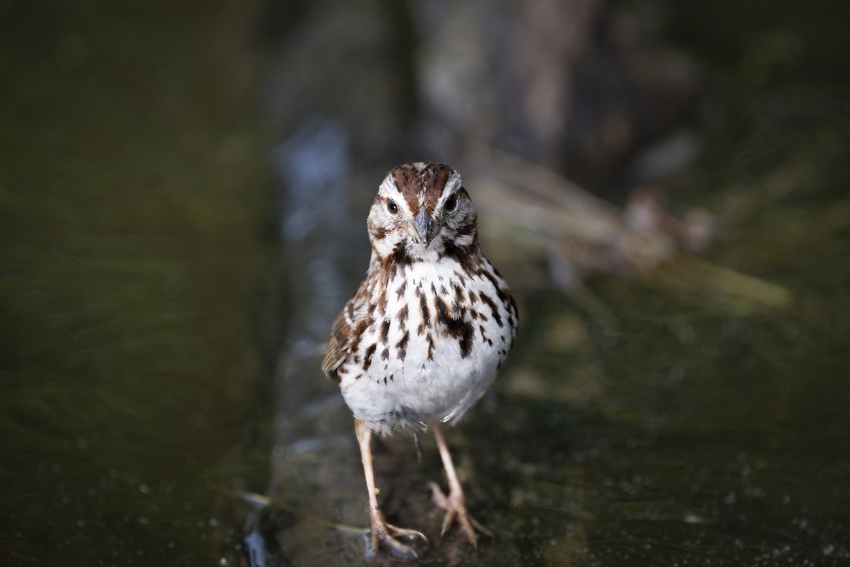 Singammer - ML649598374