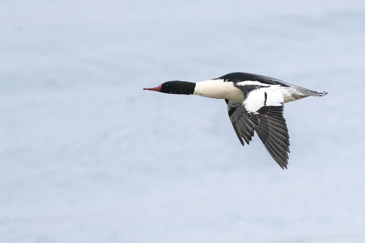 Gänsesäger - ML649598794