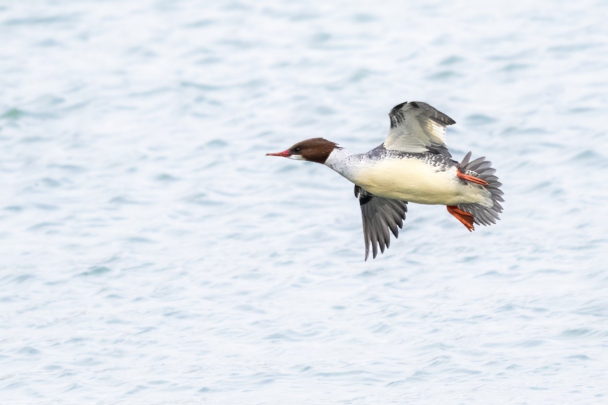 Gänsesäger - ML649598795