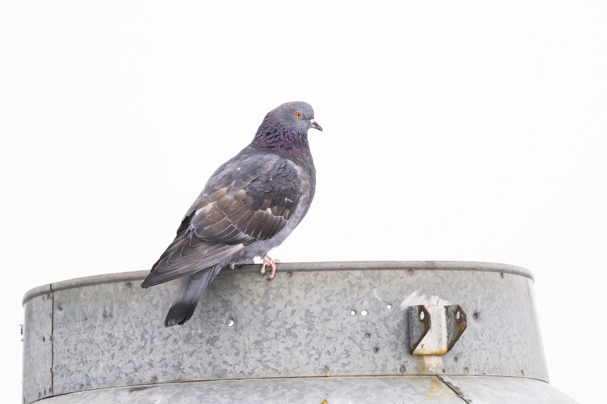 Felsentaube (Straßentaube) - ML649598908