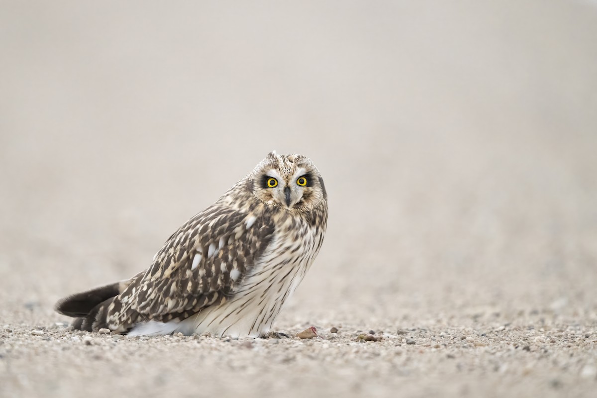 Sumpfohreule - ML649599037