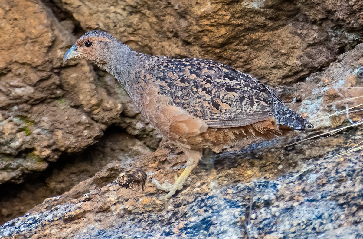 Hartlaub's Spurfowl - ML649599781