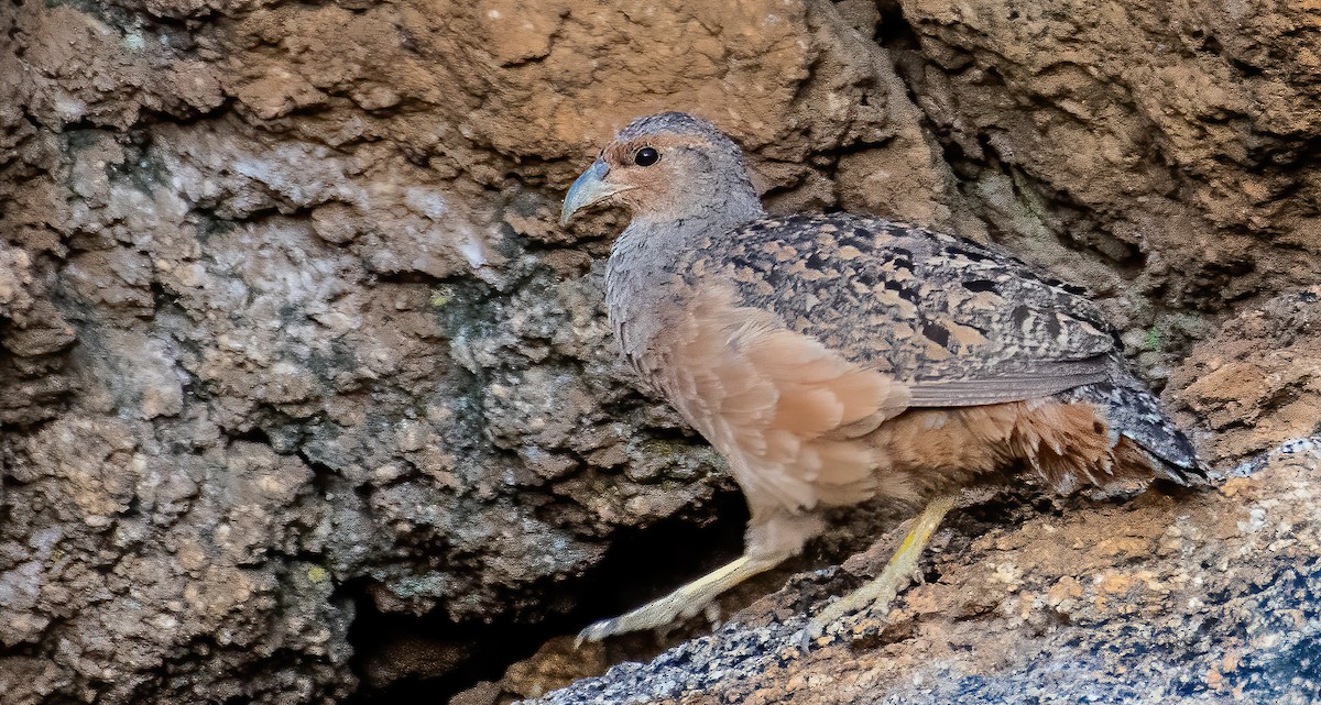 Hartlaub's Spurfowl - ML649599782
