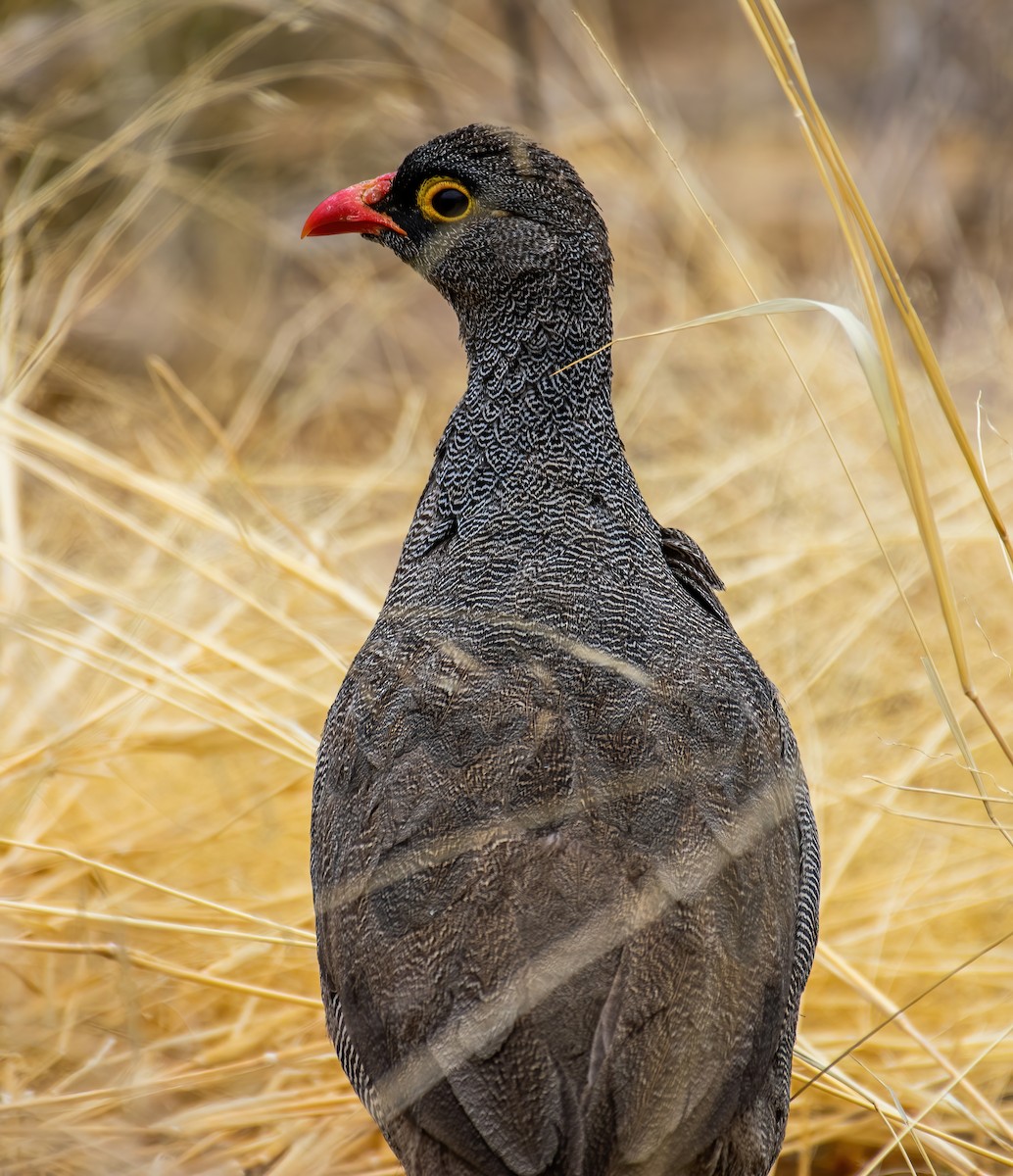 Red-billed Spurfowl - ML649599799