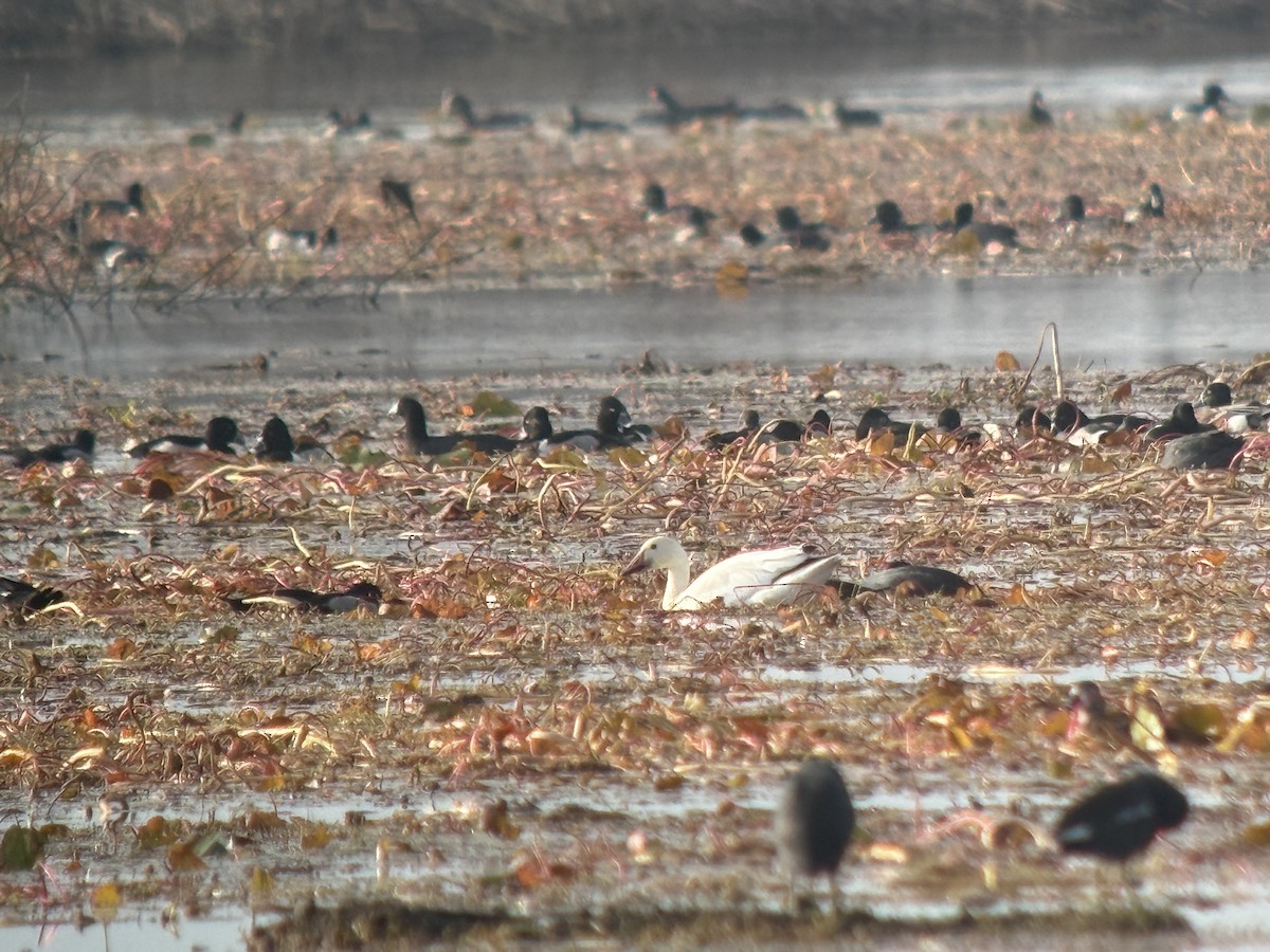 eBird Checklist - 25 Jan 2026 - Lake Apopka Wildlife Drive - 63 species