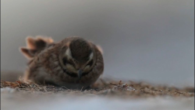 skřivan ouškatý - ML649601224