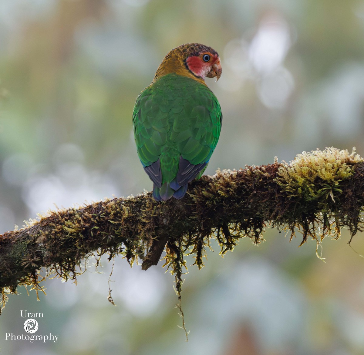 Rose-faced Parrot - ML649601666