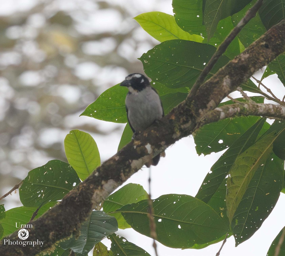 Black-winged Saltator - ML649601918