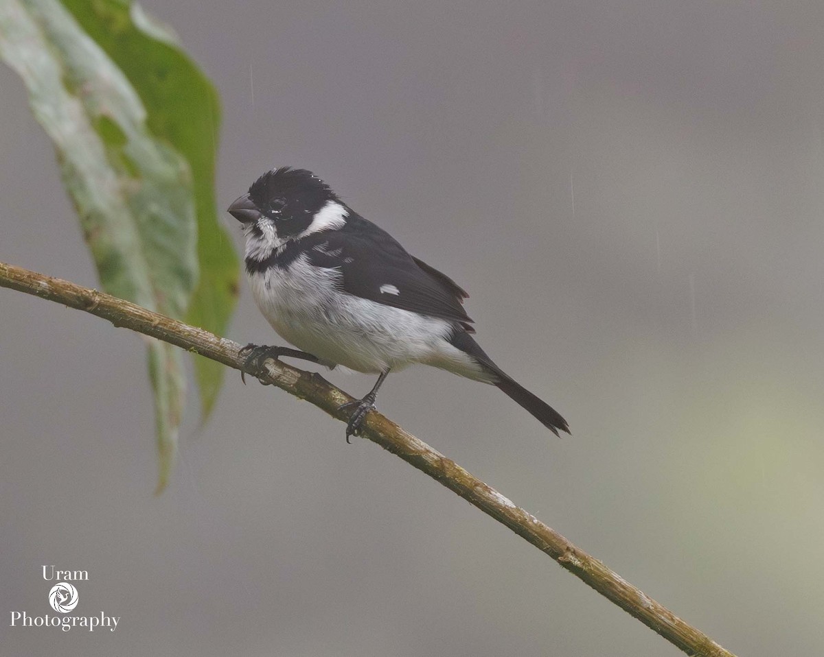 Variable Seedeater - ML649602144