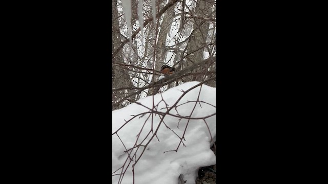 Eastern Towhee - ML649602342