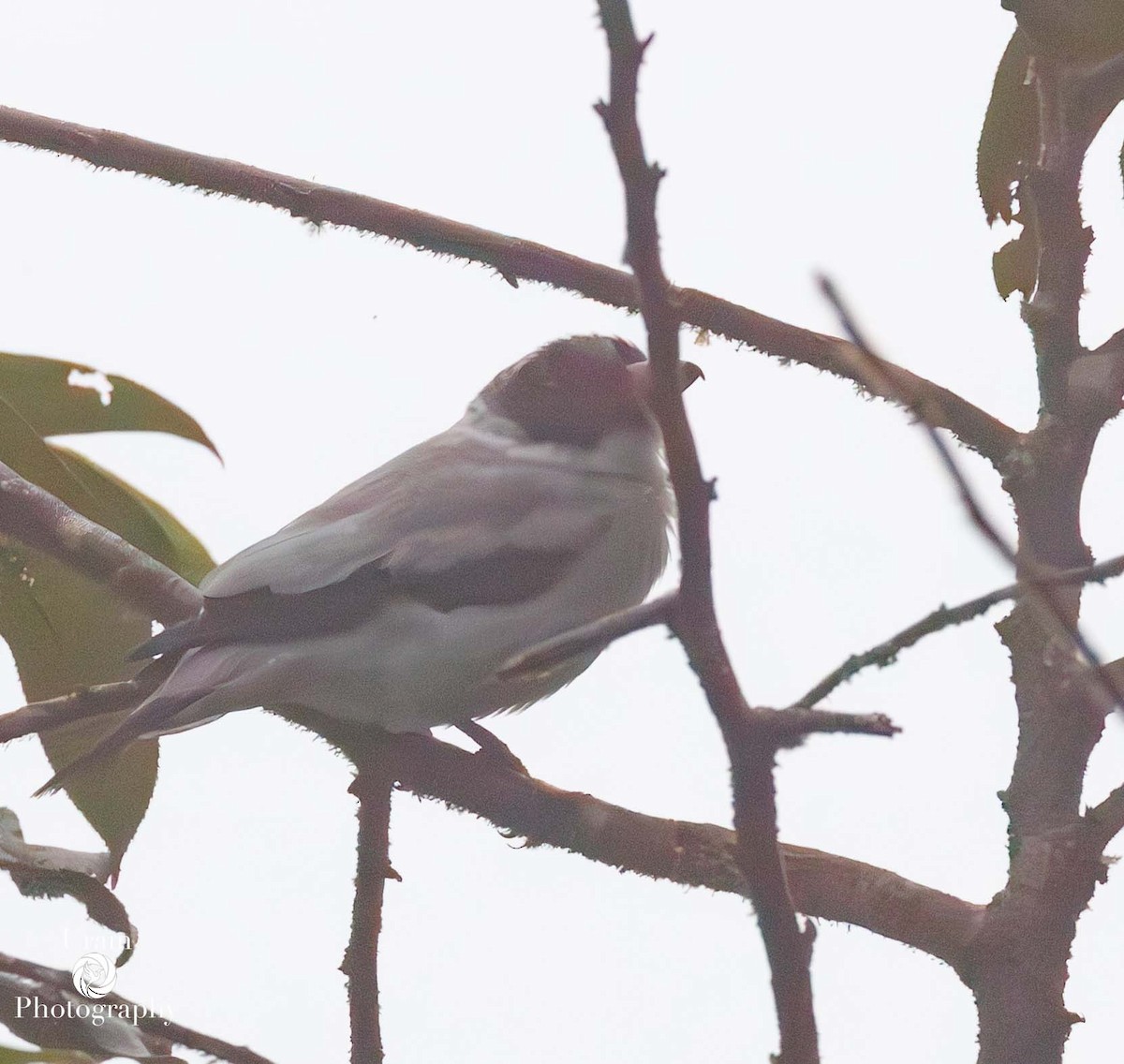 Masked Tityra - ML649602452