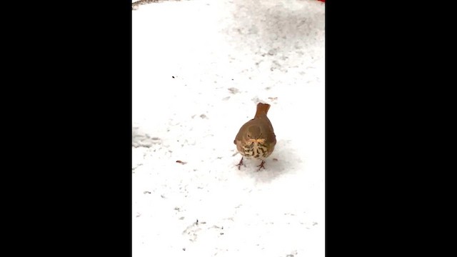 Дрозд-отшельник - ML649602863